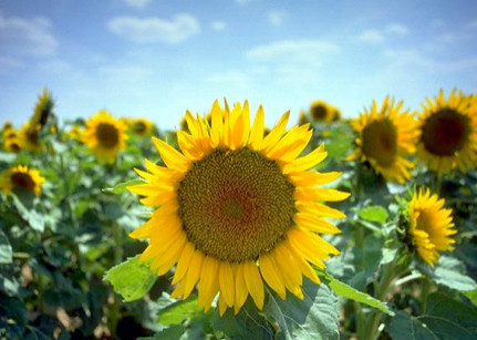 Let's Talk About Life on WOR Radio